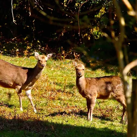 Gospodarstwo agroturystyczne Cosy Farm On The Ring Of Kerry