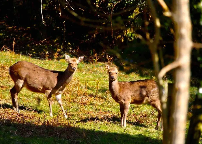 Bauernhof Cosy Farm On The Ring Of Kerry